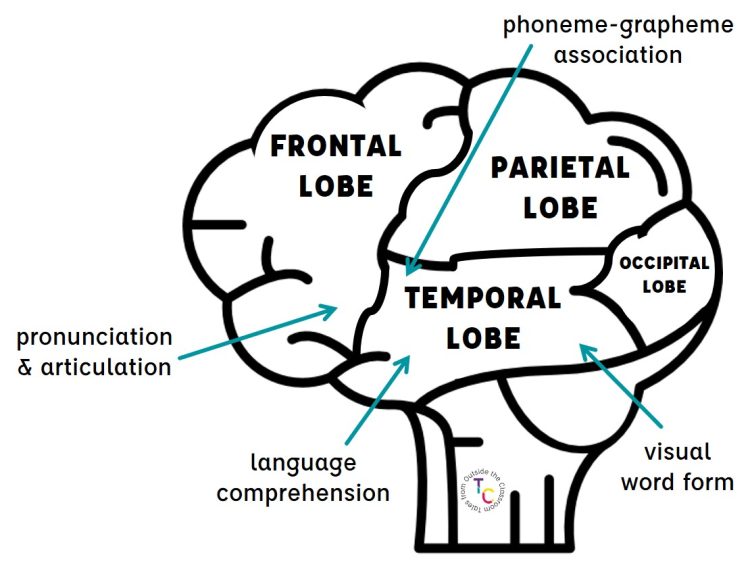 Visual of the brain with lobes identified as well as areas responsible for reading labeled