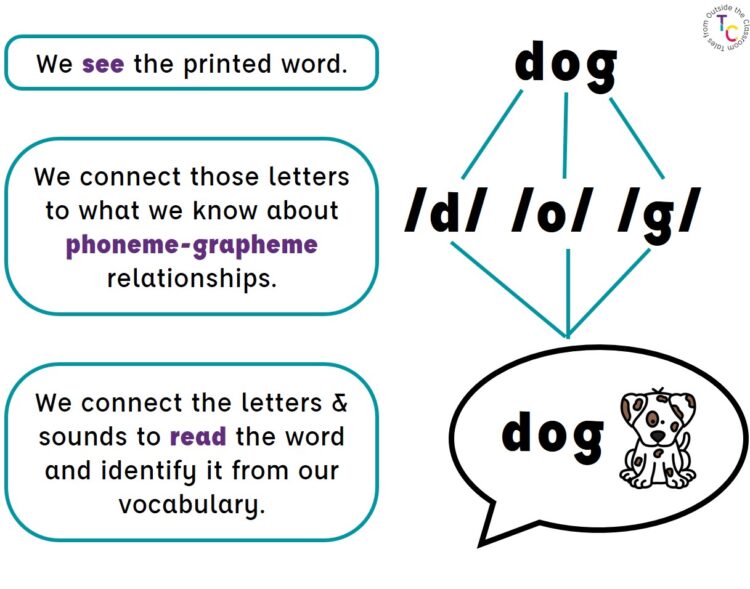 A visual of how we read the word dog through orthographic mapping: first we see the printed word, then we connect what we know about letter-sound relationships to identify the sounds in the word, and then we identify the given word connecting it with what we know.